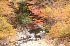 渓流の紅葉
