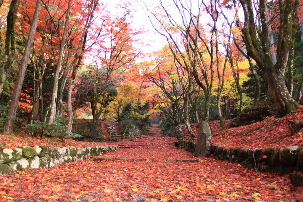 参道の紅葉②