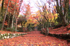 参道の紅葉②