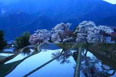 静寂の世界「三多気の桜」