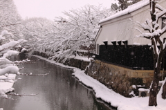 堀の雪桜