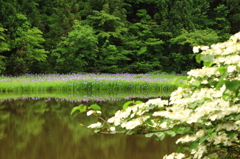 花の池