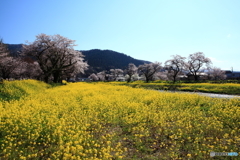 春の河川敷