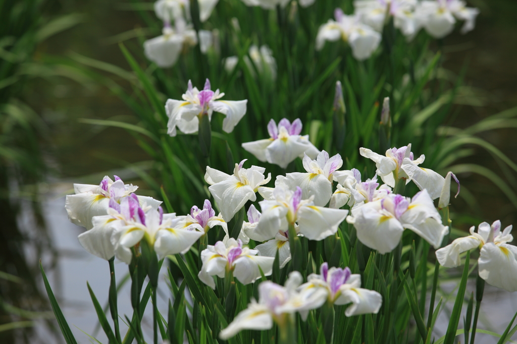 梅雨時の花