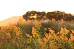 夕日に輝く花