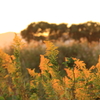 夕日に輝く花