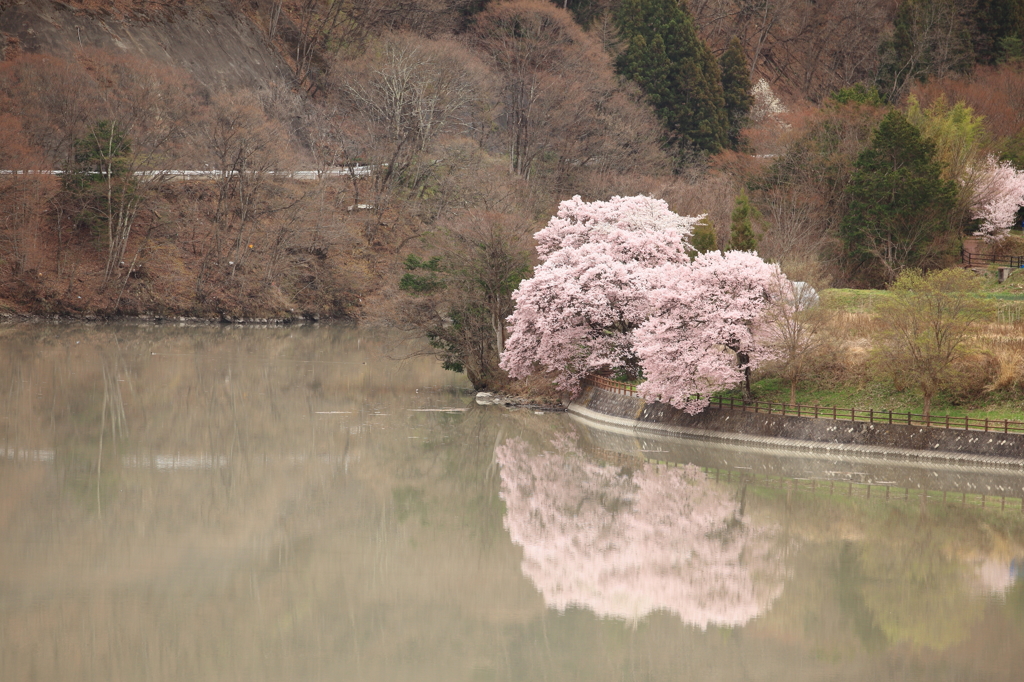 湖畔の桜