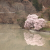 湖畔の桜