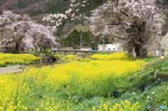 絵になる川