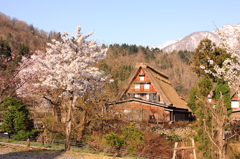 白川郷の春