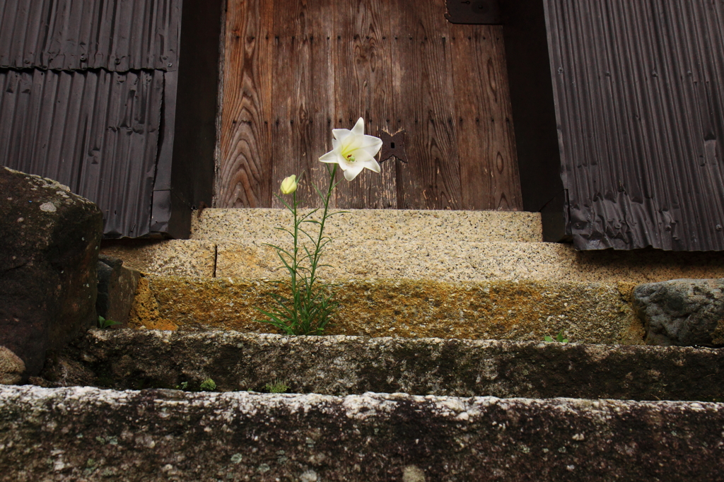 入口に咲く一輪の花