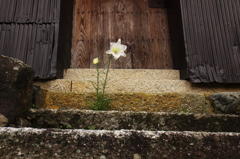 入口に咲く一輪の花