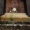 入口に咲く一輪の花
