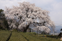 名もない桜の巨木