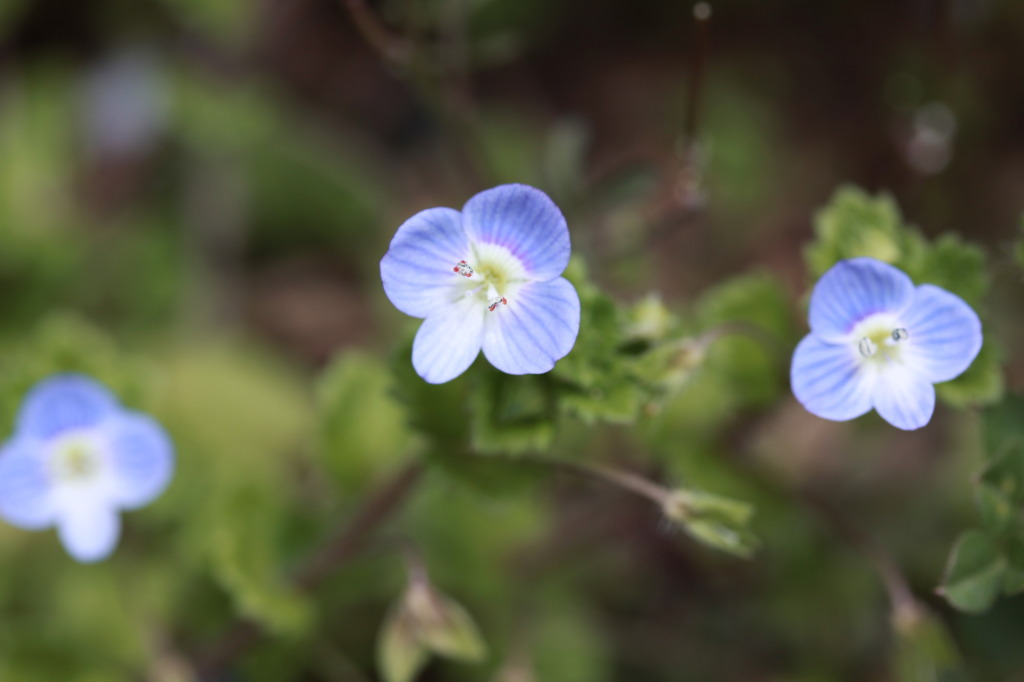 ちいちゃな花