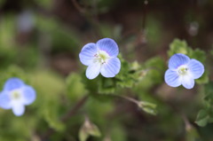 ちいちゃな花