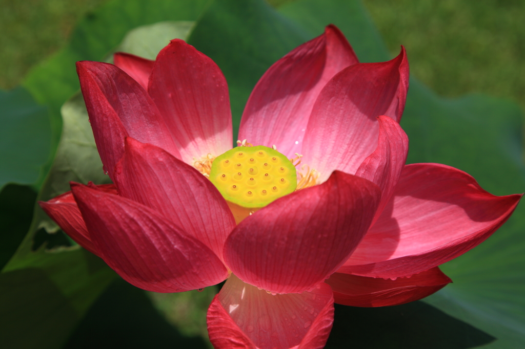 燃える花