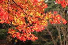 グラデ紅葉