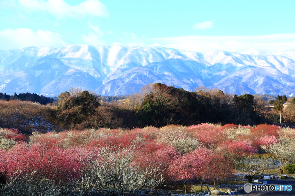 里の春