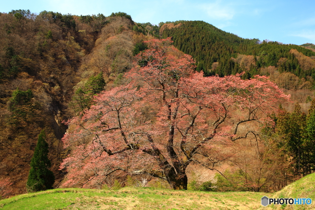 棚田の老木桜