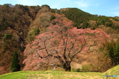棚田の老木桜