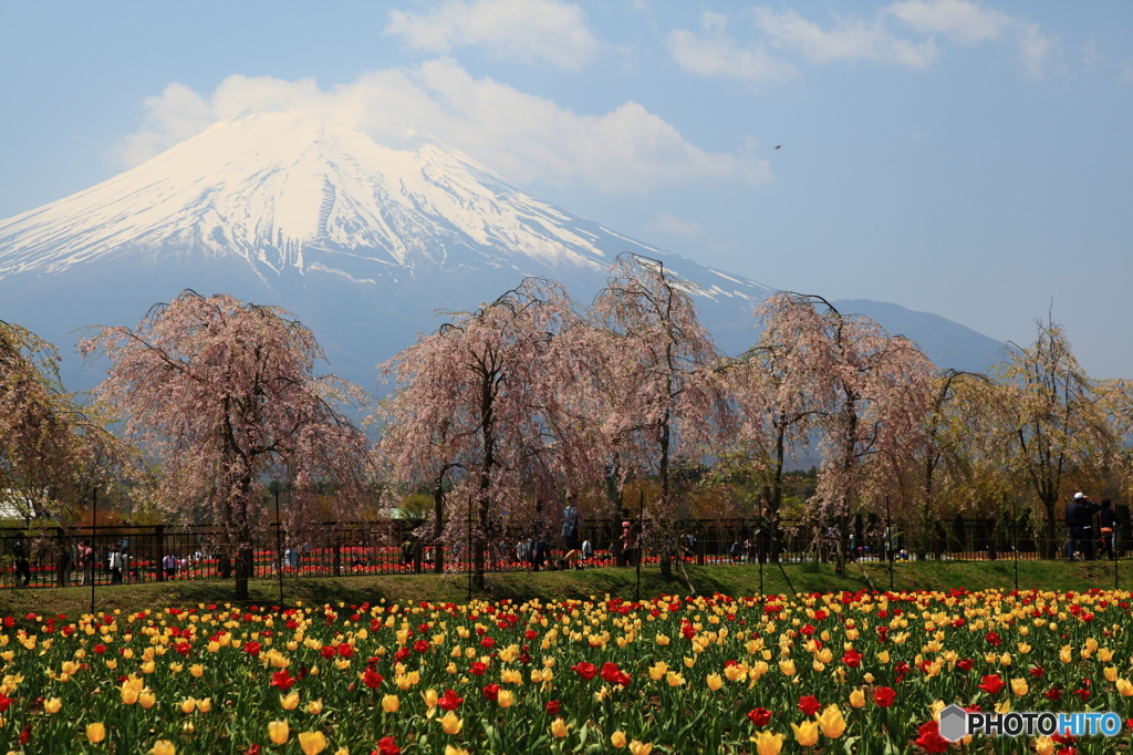 富士の花園②