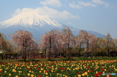 富士の花園②