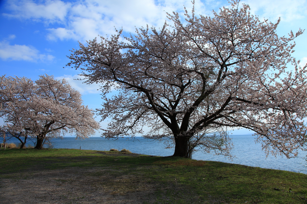 湖畔の桜