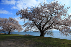 湖畔の桜