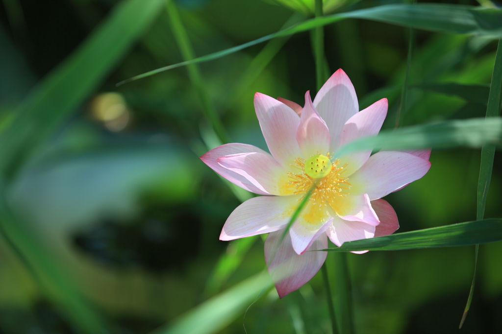 今時の花「ハス」