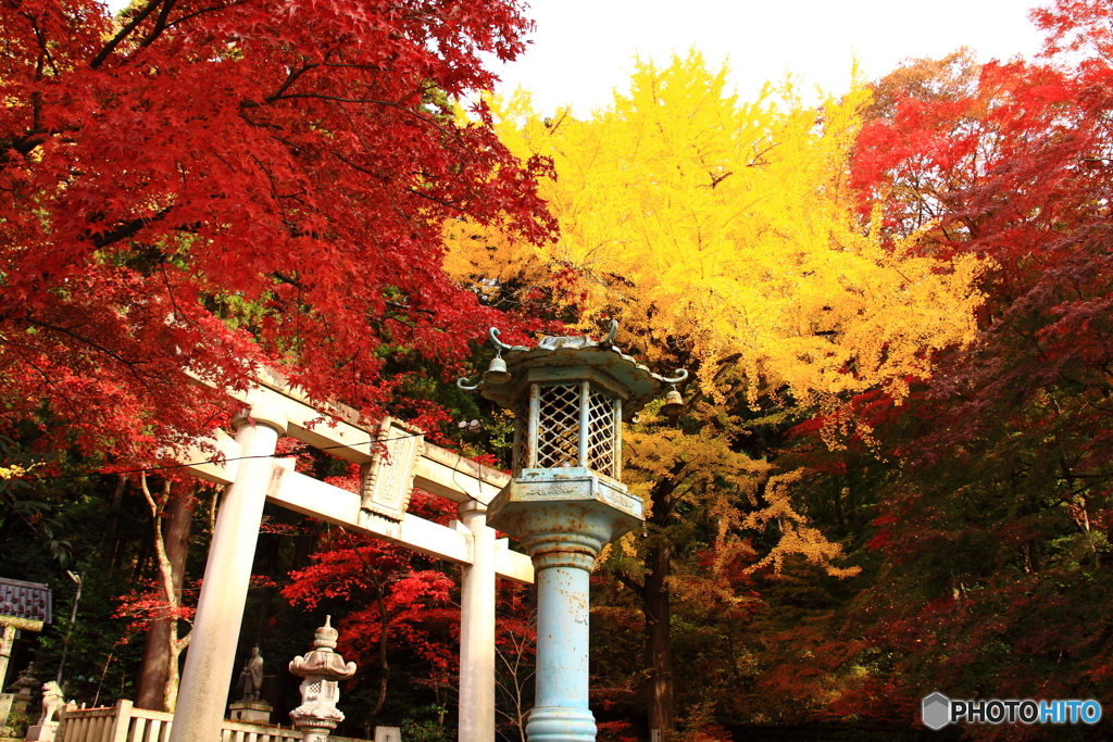 彩る境内