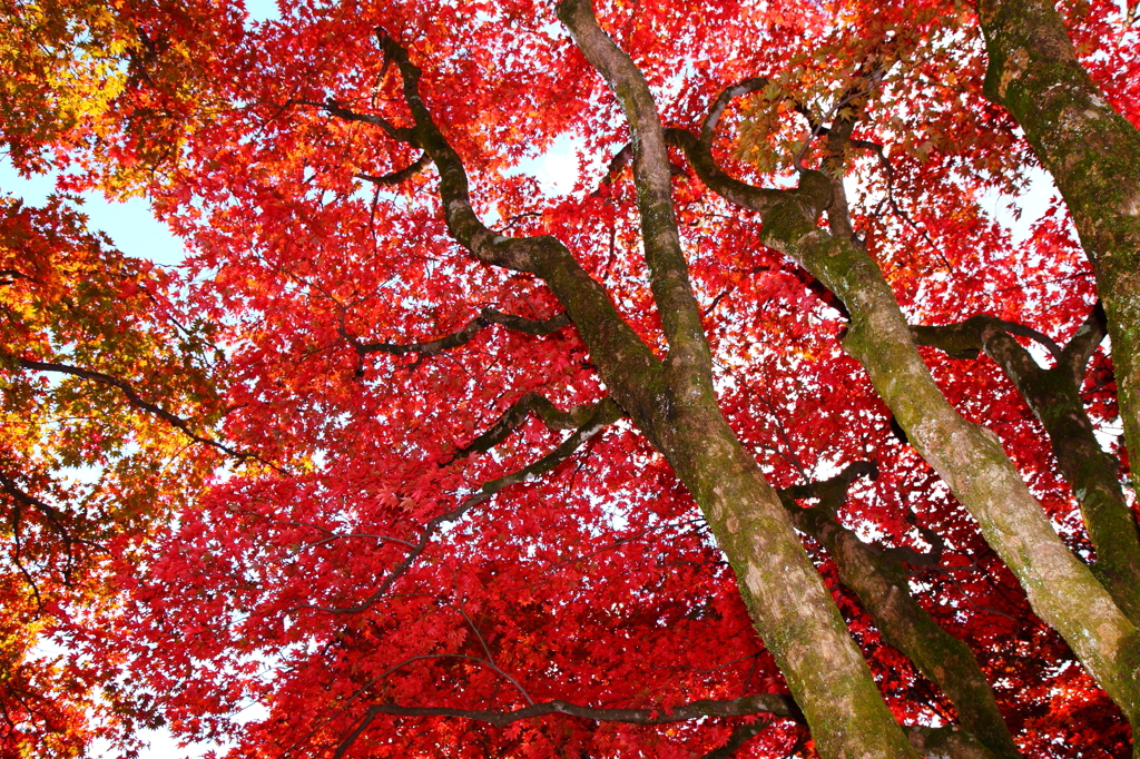 下から見上げる紅葉 By ゴリ Id 写真共有サイト Photohito