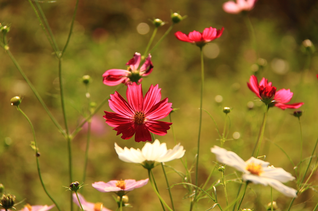 旬の花