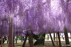 垂れる藤花