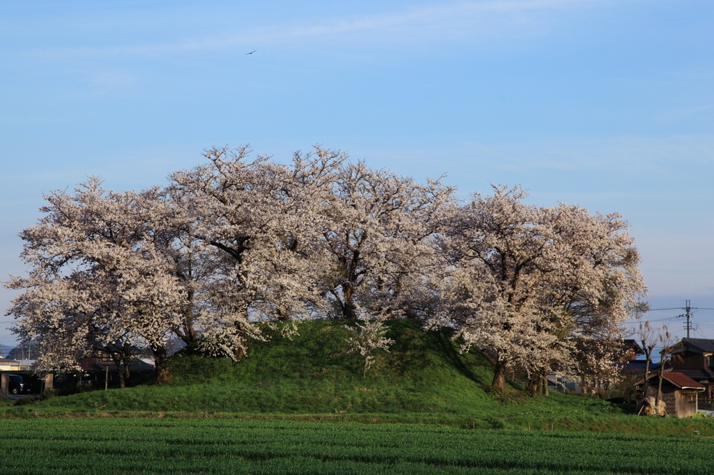 古墳塚の桜