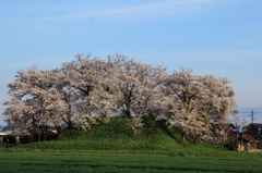 古墳塚の桜