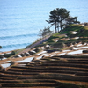海辺への等高線