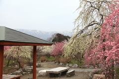 満開になった梅の公園