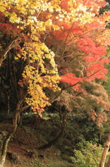 絵になる紅葉