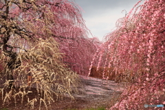 枝垂れ梅の花園