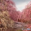 枝垂れ梅の花園