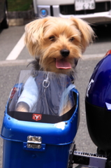 勇ましきワンワンライダー