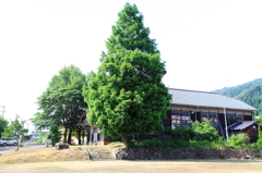 学校のシンボルツリー