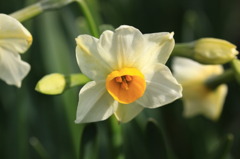 可憐な一輪の花