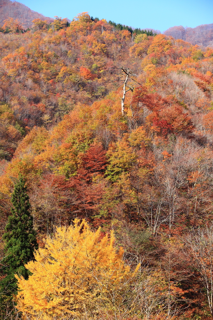 枯れ木と紅葉