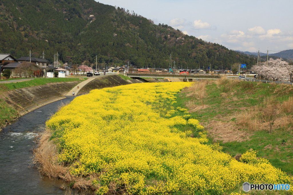 春の河原