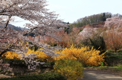 花の競演