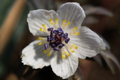可憐で小さな花