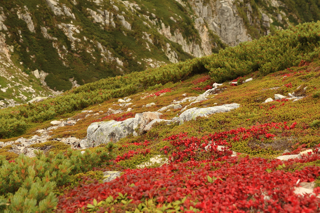高山植物の紅葉