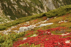 高山植物の紅葉